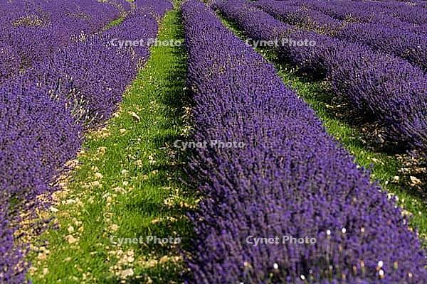 Lavender, lavender blossom, lavender fields, Provence, France, southern France, lavender harvest, Europe, southern Europe [IBR124525362]