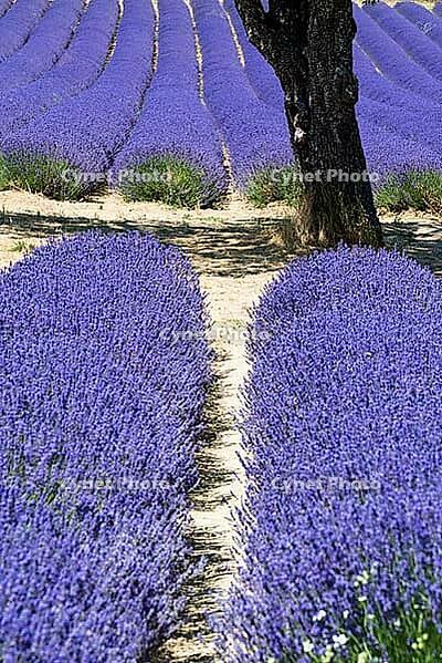 Lavender, lavender blossom, lavender fields, Provence, France, southern France, lavender harvest, Europe, southern Europe [IBR124525363]