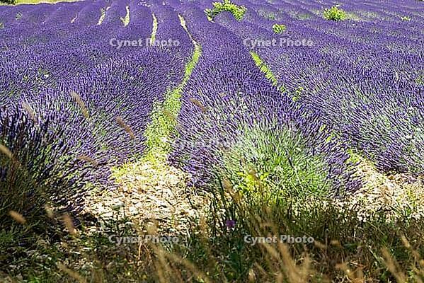 Lavender, lavender blossom, lavender fields, Provence, France, southern France, lavender harvest, Europe, southern Europe [IBR124525365]