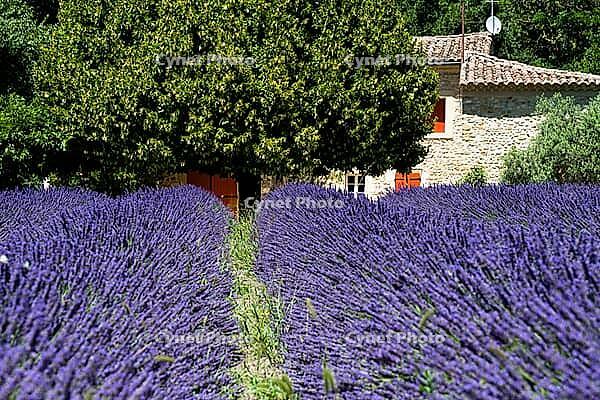 Lavender, lavender blossom, lavender fields, Provence, France, southern France, lavender harvest, Europe, southern Europe [IBR124525366]