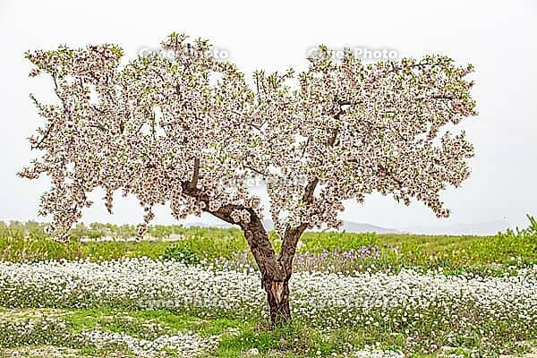 February and march are the key months for the flowering of peach and almond, an explosion of colors that covers thousand of acres in the province of Murcia [IBR124525370]
