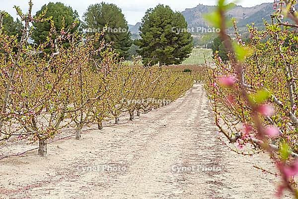 February and march are the key months for the flowering of peach and almond, an explosion of colors that covers thousand of acres in the province of Murcia [IBR124525375]