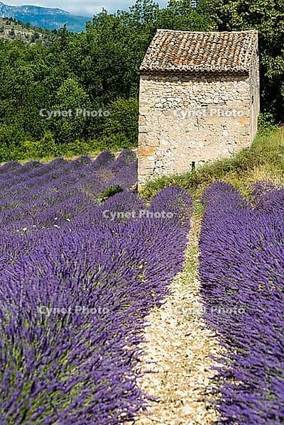 Lavender, lavender blossom, lavender fields, Provence, France, southern France, lavender harvest, Europe, southern Europe [IBR124525376]