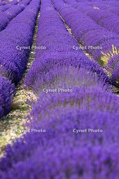 Lavender, lavender blossom, lavender fields, Provence, France, southern France, lavender harvest, Europe, southern Europe [IBR124525380]