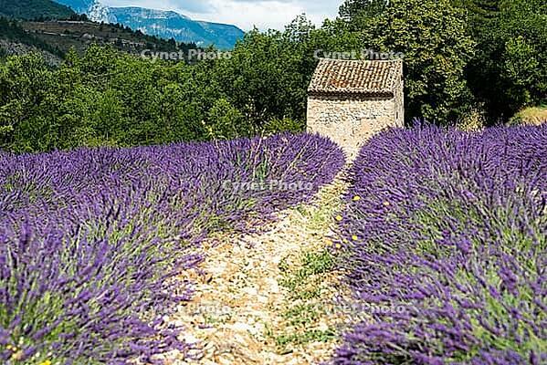 Lavender, lavender blossom, lavender fields, Provence, France, southern France, lavender harvest, Europe, southern Europe [IBR124525384]