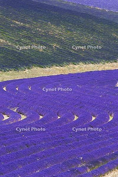 Lavender, lavender blossom, lavender fields, Provence, France, southern France, lavender harvest, Europe, southern Europe [IBR124525391]