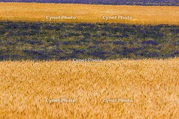 Lavender, lavender blossom, lavender fields, Provence, France, southern France, lavender harvest, Europe, southern Europe [IBR124525392]