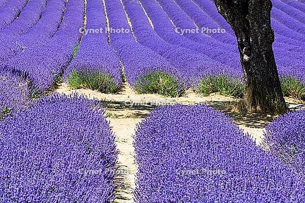 Lavender, lavender blossom, lavender fields, Provence, France, southern France, lavender harvest, Europe, southern Europe [IBR124525396]