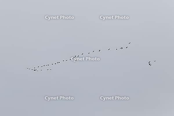 Canada goose (Branta canadensis), flock of birds in flight, Province of Quebec, Canada [IBR124525397]