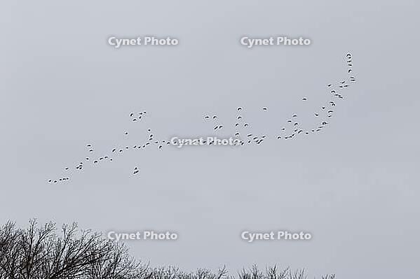 Canada goose (Branta canadensis), flock of birds in flight, Province of Quebec, Canada [IBR124525399]