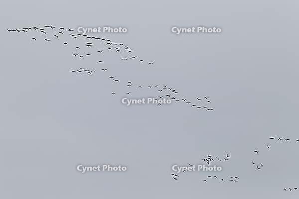 Canada goose (Branta canadensis), flock of birds in flight, Province of Quebec, Canada [IBR124525401]