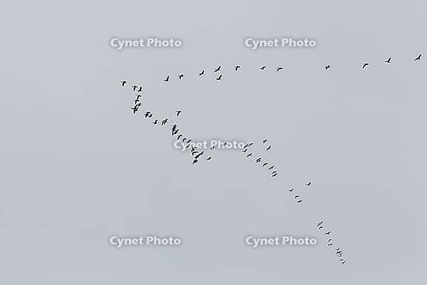 Canada goose (Branta canadensis), flock of birds in flight, Province of Quebec, Canada [IBR124525403]