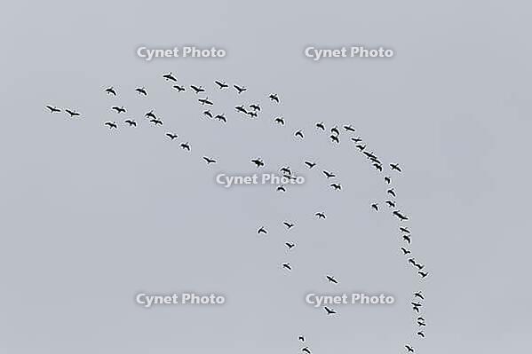 Canada goose (Branta canadensis), flock of birds in flight, Province of Quebec, Canada [IBR124525404]