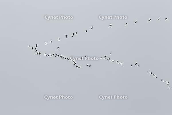 Canada goose (Branta canadensis), flock of birds in flight, Province of Quebec, Canada [IBR124525405]