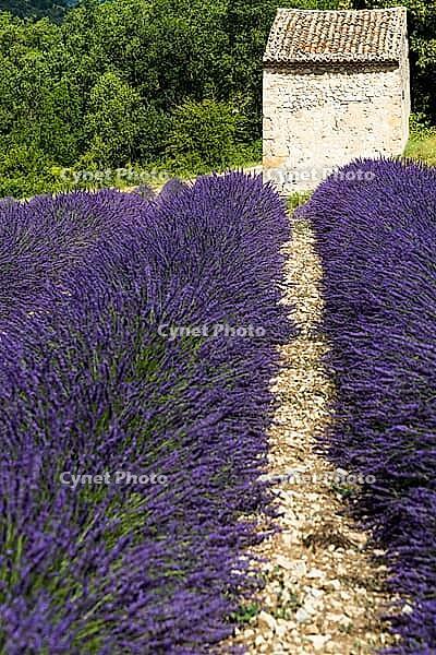 Lavender, lavender blossom, lavender fields, Provence, France, southern France, lavender harvest, Europe, southern Europe [IBR124525406]