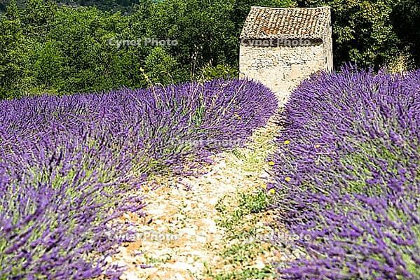 Lavender, lavender blossom, lavender fields, Provence, France, southern France, lavender harvest, Europe, southern Europe [IBR124525411]