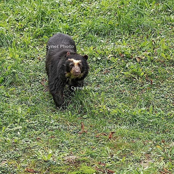 Spectacled bear (Tremarctos ornatus), captive, Tierwelt Herberstein, Stubenberg am See, Styria, Austria [IBR124525413]