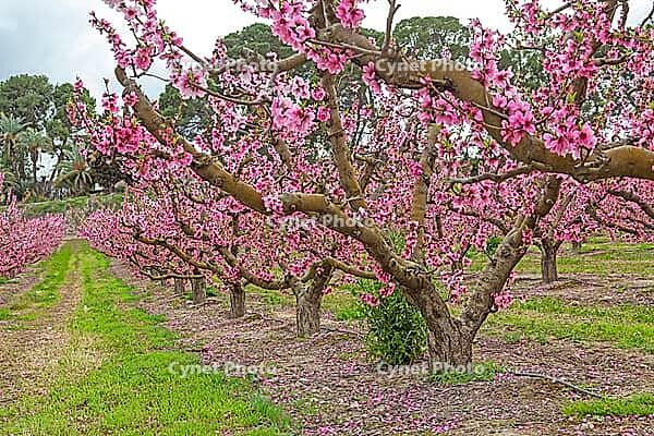 February and march are the key months for the flowering of peach and almond, an explosion of colors that covers thousand of acres in the province of Murcia [IBR124525414]
