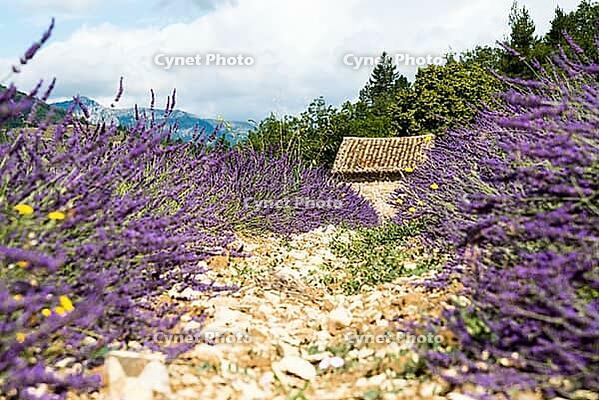 Lavender, lavender blossom, lavender fields, Provence, France, southern France, lavender harvest, Europe, southern Europe [IBR124525423]