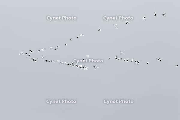 Canada goose (Branta canadensis), flock of birds in flight, Province of Quebec, Canada [IBR124525428]