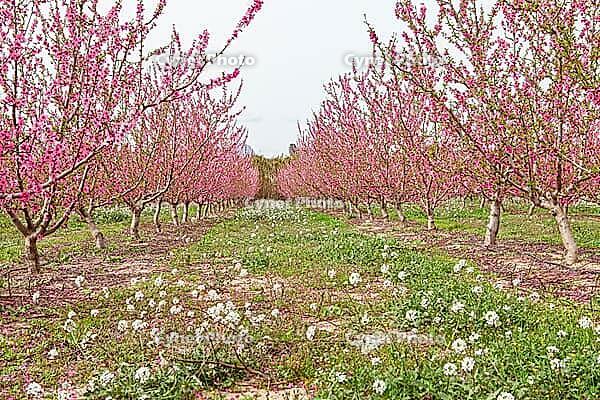 February and march are the key months for the flowering of peach and almond, an explosion of colors that covers thousand of acres in the province of Murcia [IBR124525429]