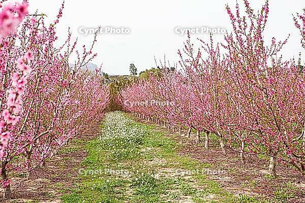 February and march are the key months for the flowering of peach and almond, an explosion of colors that covers thousand of acres in the province of Murcia [IBR124525432]