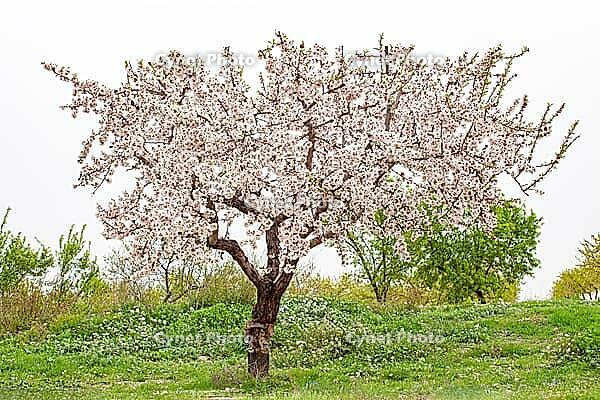 February and march are the key months for the flowering of peach and almond, an explosion of colors that covers thousand of acres in the province of Murcia [IBR124525436]