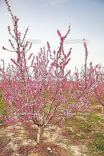 February and march are the key months for the flowering of peach and almond, an explosion of colors that covers thousand of acres in the province of Murcia [IBR124525439]