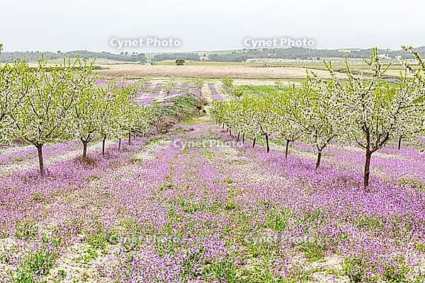 February and march are the key months for the flowering of peach and almond, an explosion of colors that covers thousand of acres in the province of Murcia [IBR124525440]