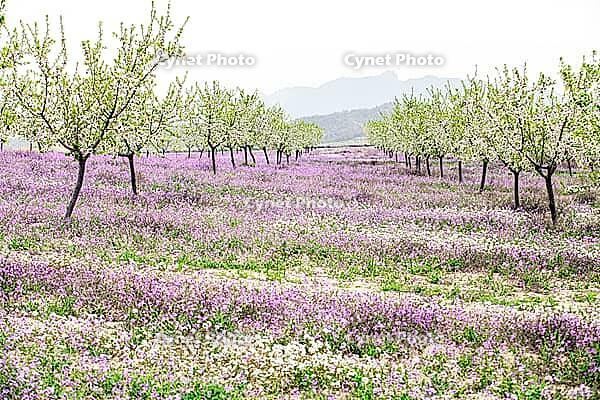 February and march are the key months for the flowering of peach and almond, an explosion of colors that covers thousand of acres in the province of Murcia [IBR124525441]