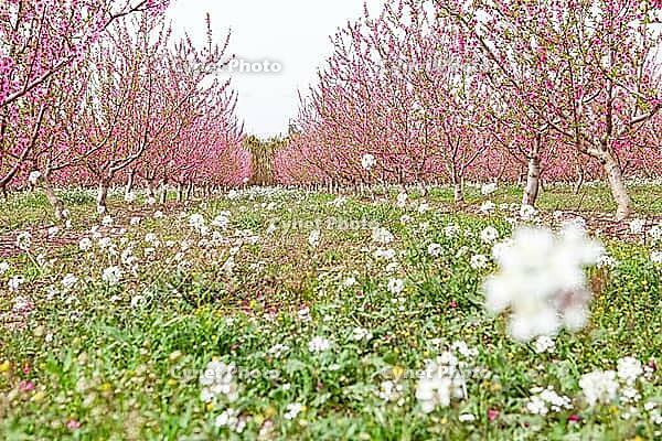 February and march are the key months for the flowering of peach and almond, an explosion of colors that covers thousand of acres in the province of Murcia [IBR124525449]