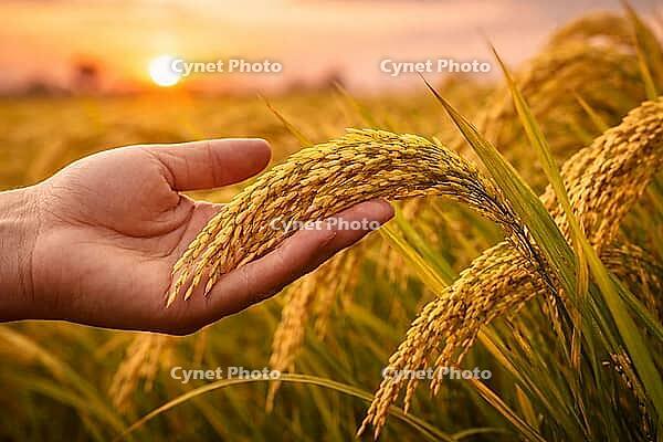 Human hand gently touching mature rice stalks in a glowing field with soft sunset tones behind, AI generated [IBR124550726]