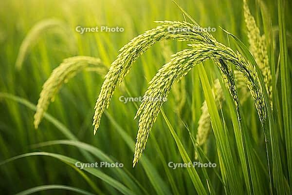 Detailed green rice heads hanging heavily among long leaves in a fresh and thriving paddy environment, AI generated [IBR124550730]