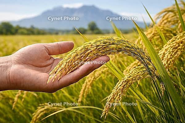 Open hand supporting ripe rice panicles in a sunlit field with distant mountain scenery and natural depth, AI generated [IBR124550755]