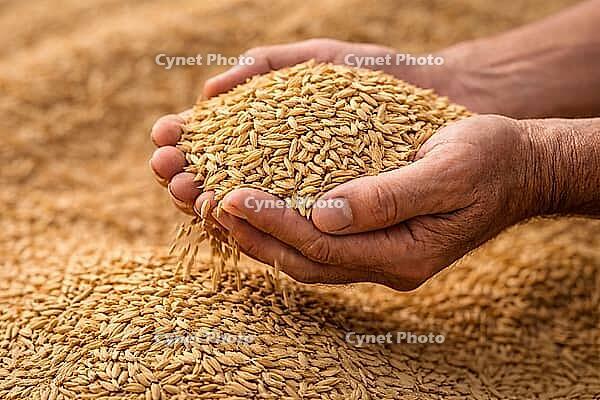 Hands carefully presenting a heap of rice grains against an earthy harvest backdrop with warm natural tones, AI generated [IBR124550764]
