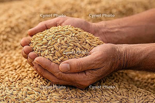 Pair of hands holding cleaned rice grains over a bed of scattered harvest kernels in soft light, AI generated [IBR124550773]
