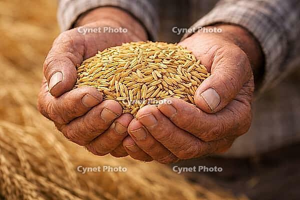Closeup of both hands carrying harvested rice grains with a natural farm background and documentary feel, AI generated [IBR124550795]