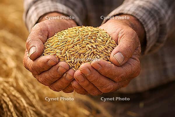 Two weathered hands holding a generous mound of harvested rice grains above a rustic farm-textured background, AI generated [IBR124550797]