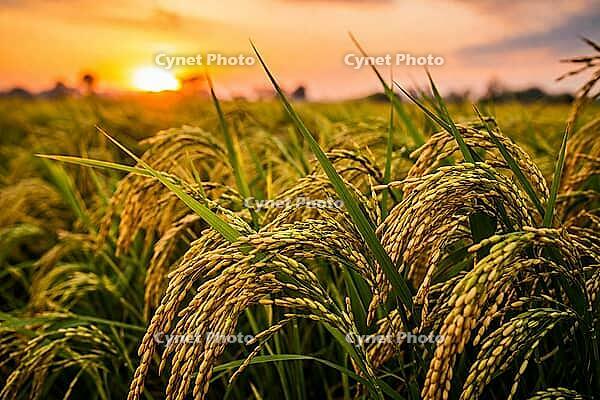 Warm sunset view of ripening rice stalks stretching across a golden agricultural field under glowing evening light, AI generated [IBR124550818]