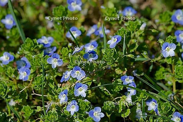 Persian speedwell (Veronica persica), plantain, spring, March, Schwäbisch Hall, Hohenlohe, Germany [IBR124552263]