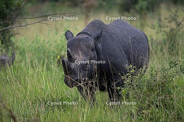 Black rhinoceros (Diceros bicornis) or black rhino in tall grass, Akagera National Park or Kagera National Park, Eastern Province, Rwanda [IBR124563466]