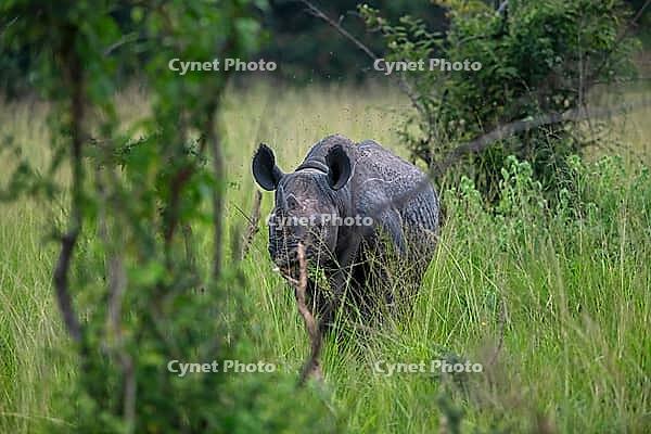 Black rhinoceros (Diceros bicornis) or black rhino in tall grass, Akagera National Park or Kagera National Park, Eastern Province, Rwanda [IBR124563467]