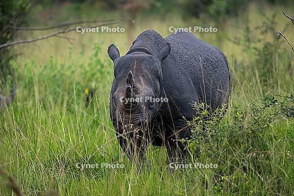 Black rhinoceros (Diceros bicornis) or black rhino in tall grass, Akagera National Park or Kagera National Park, Eastern Province, Rwanda [IBR124563468]