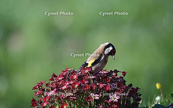 Goldfinch, goldfinch, (Carduelis carduelis) sitting on moss saxifrage in spring, Schleswig-Holstein, Germany [IBR124563511]