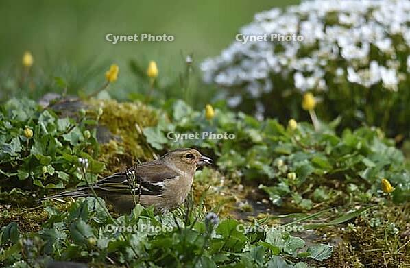 Chaffinch, (Fringilla coelebs) on moss saxifrage in spring, Schleswig-Holstein, Germany [IBR124563512]