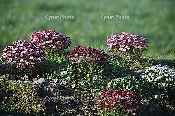 Moss saxifrage (Saxifraga x arendsii) in spring, Schleswig-Holstein, Germany [IBR124563513]