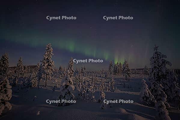 Northern Lights (Aurora borealis) over moonlit winter landscape, Nattavaara, Norrbotten, Lapland, Sweden, November 2023 [IBR124563546]