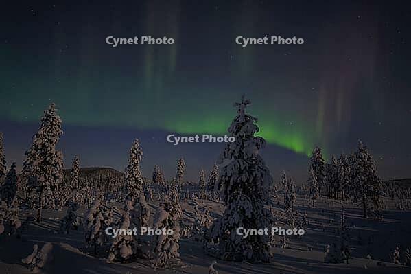 Northern Lights (Aurora borealis) over moonlit winter landscape, Nattavaara, Norrbotten, Lapland, Sweden, November 2023 [IBR124563548]