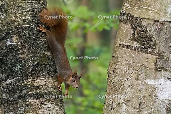 A squirrel (Sciurus vulgaris) climbing down a tree in the countryside, Hesse, Germany [IBR124563558]