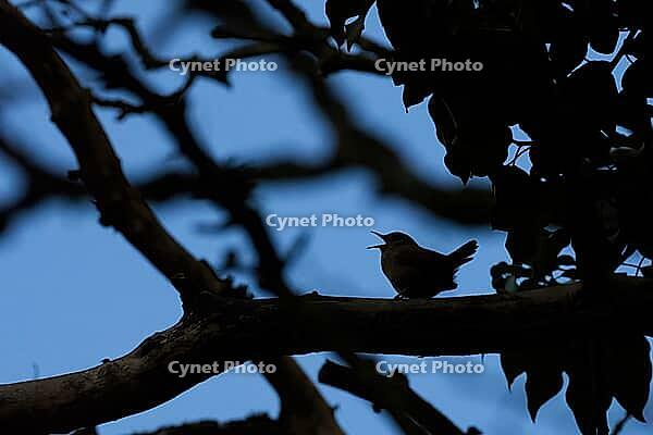 Silhouette of a singing wren (Troglodytes troglodytes), on a branch in front of a blue evening sky, Hesse, Germany [IBR124563559]